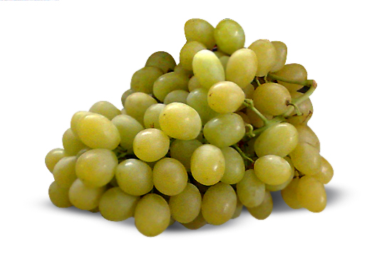 /“Italia” grape