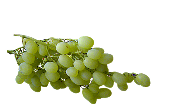 /“Vittoria” grape