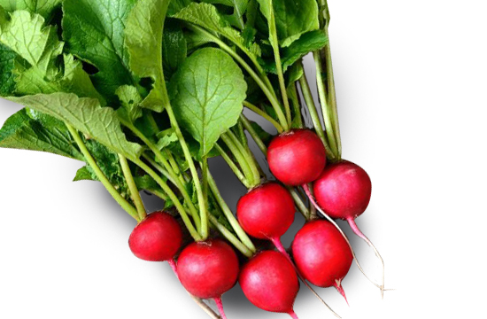 /Radish